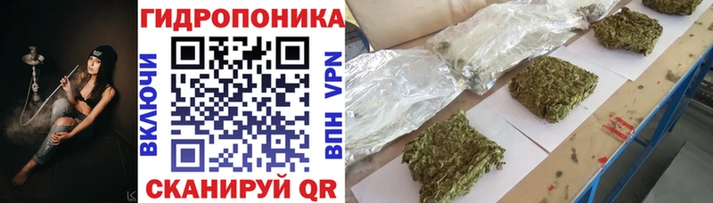 Канабис индика  Семёнов 